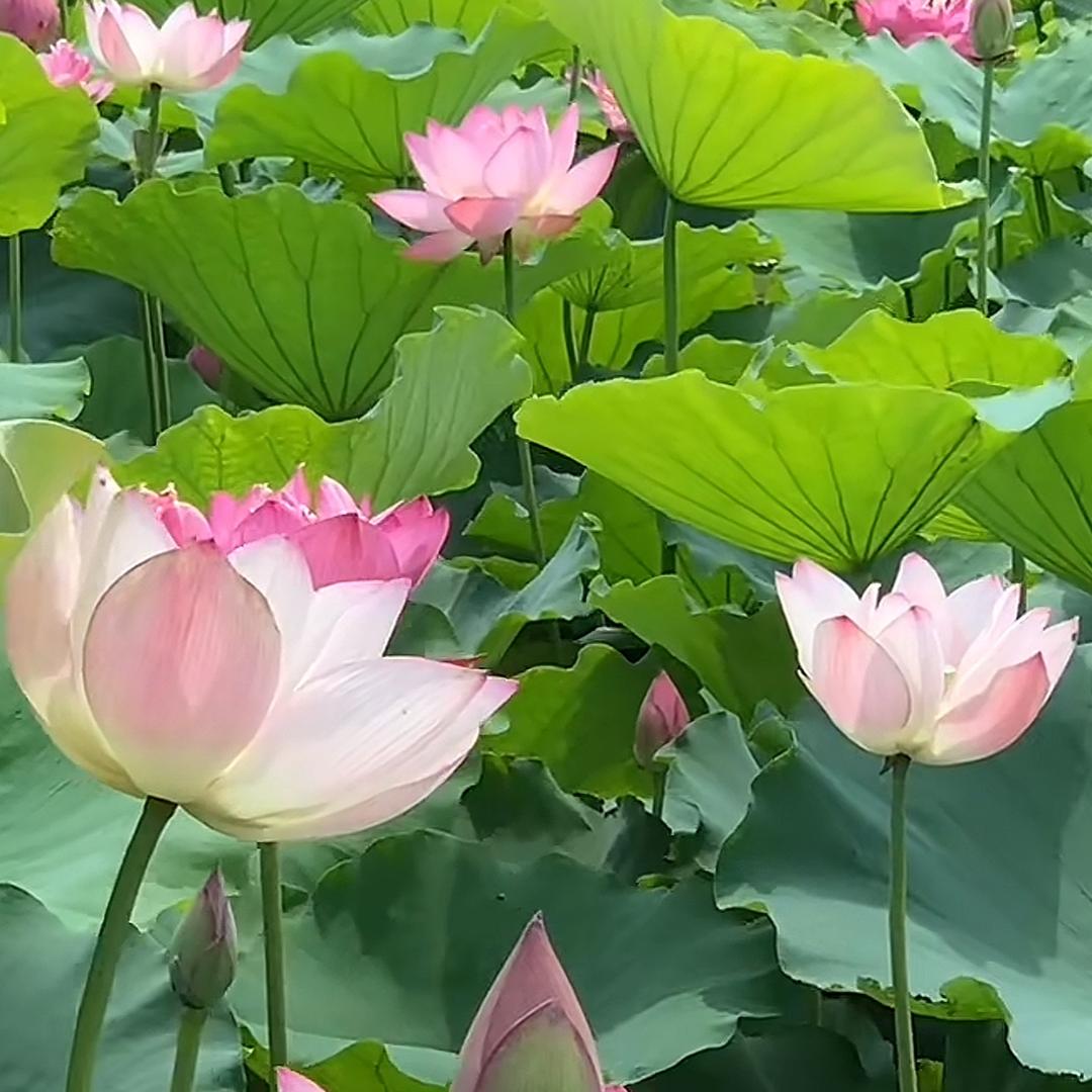 郑秀75
