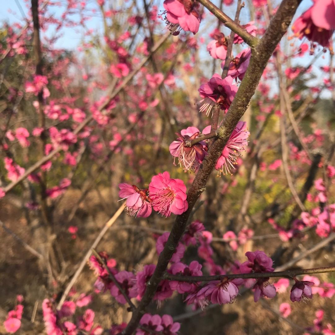 铭