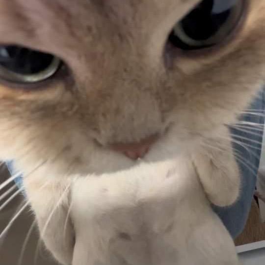 我是善战的狼