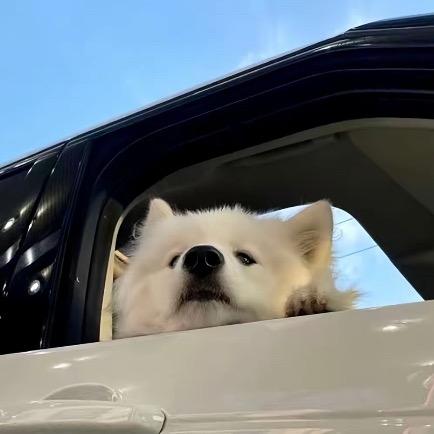 狗狗传话
