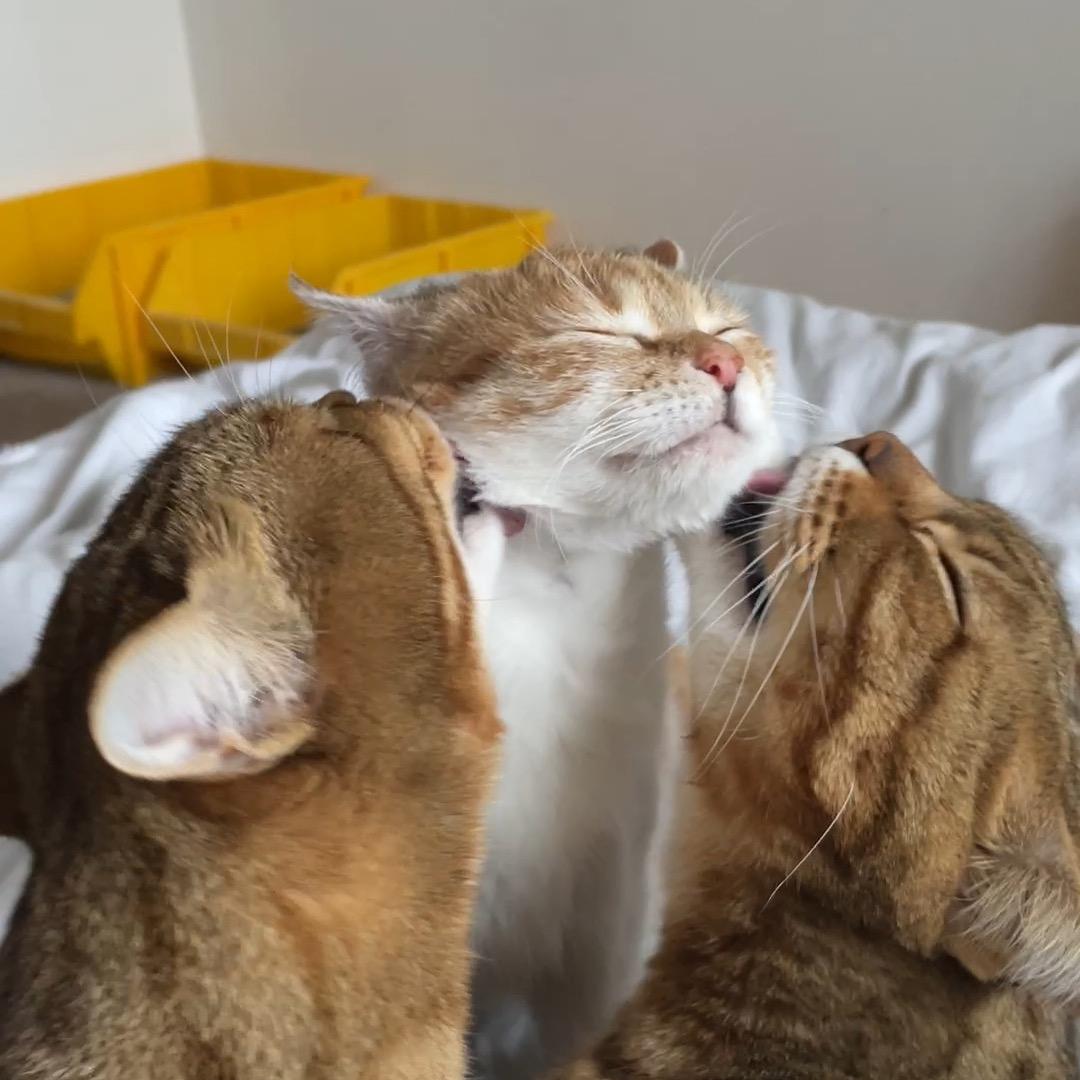 猫的虎口