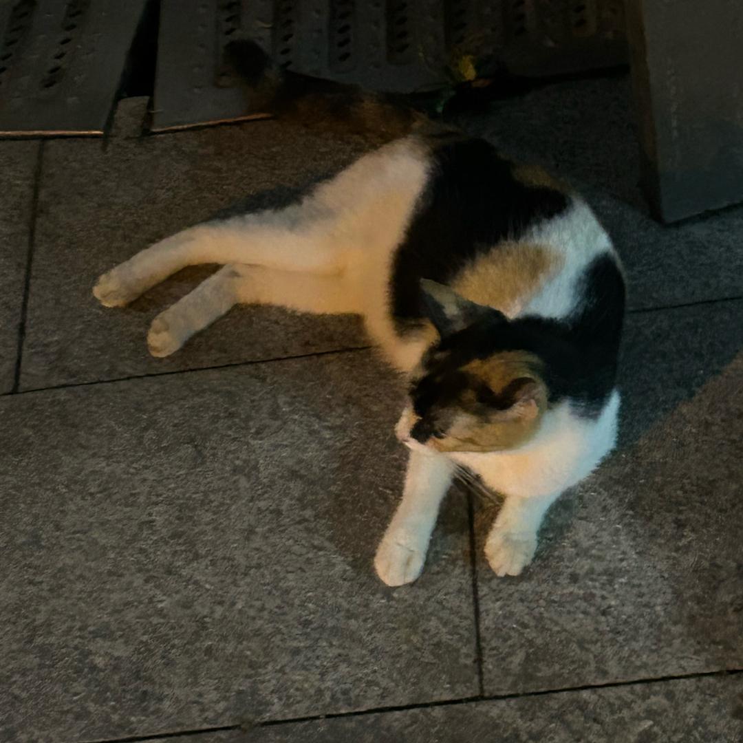 肖嘻嘻