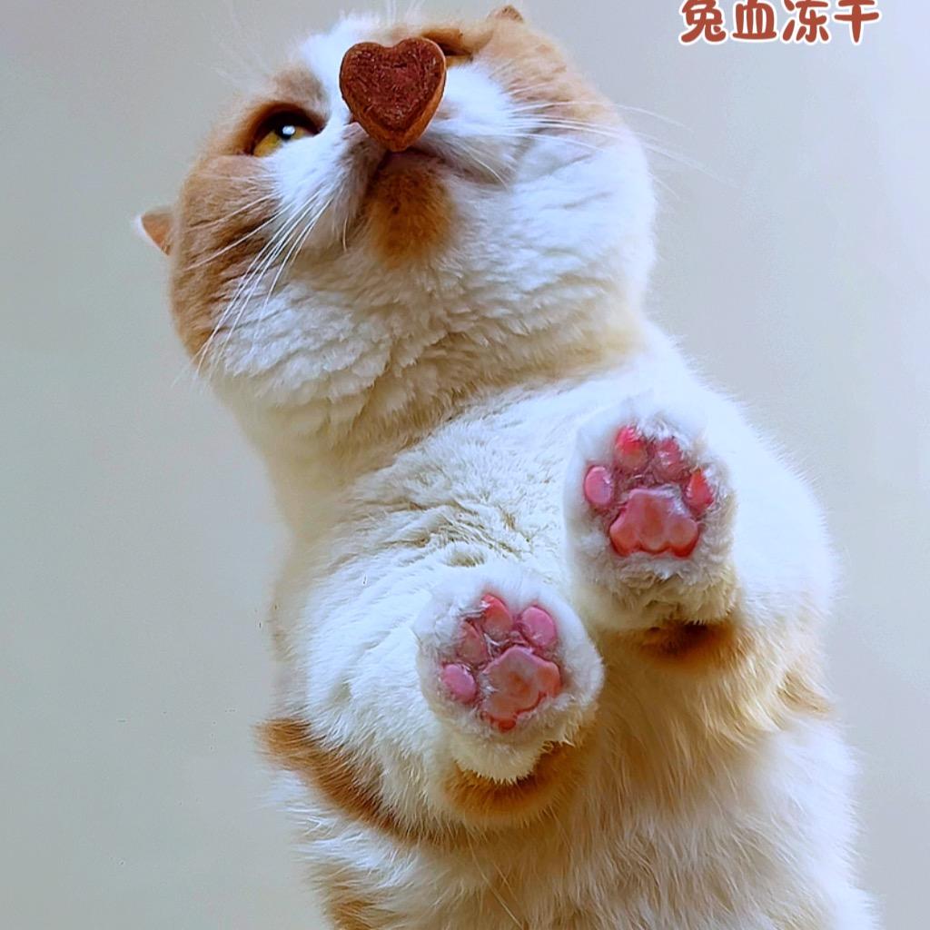 一口一个喵大人