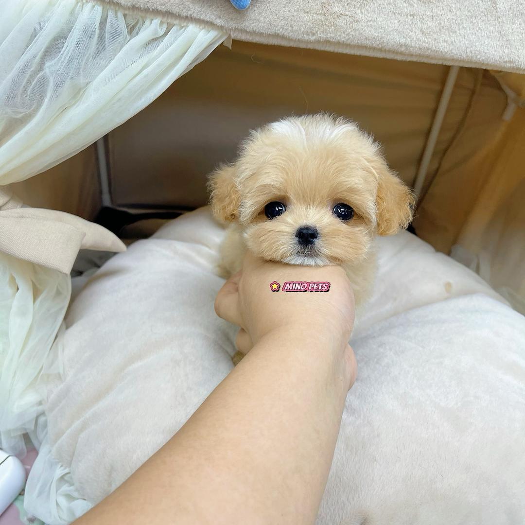 小裴家的马尔泰
