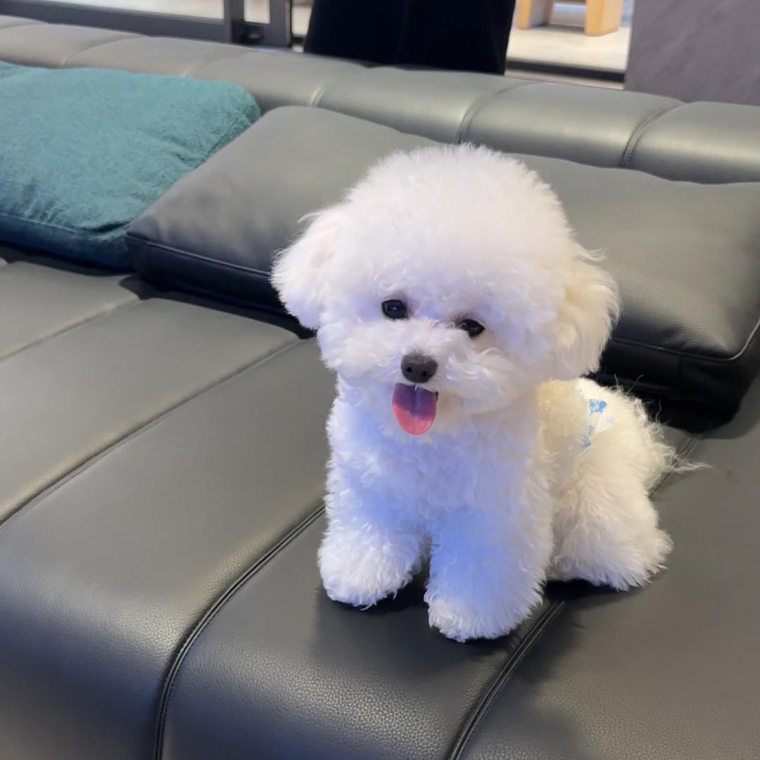 雪球小比熊