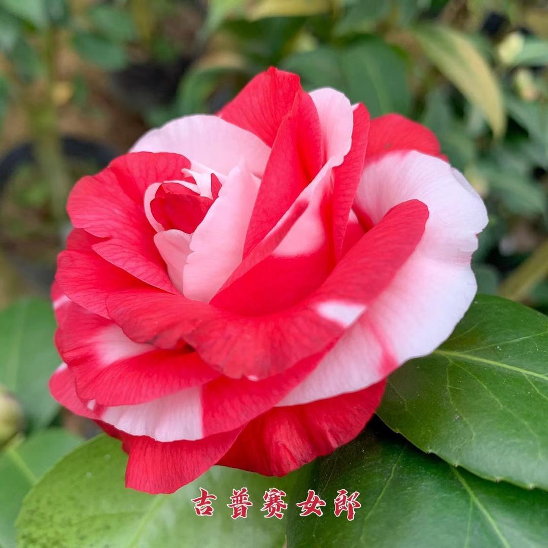 漳平市永福馨香园花木场
