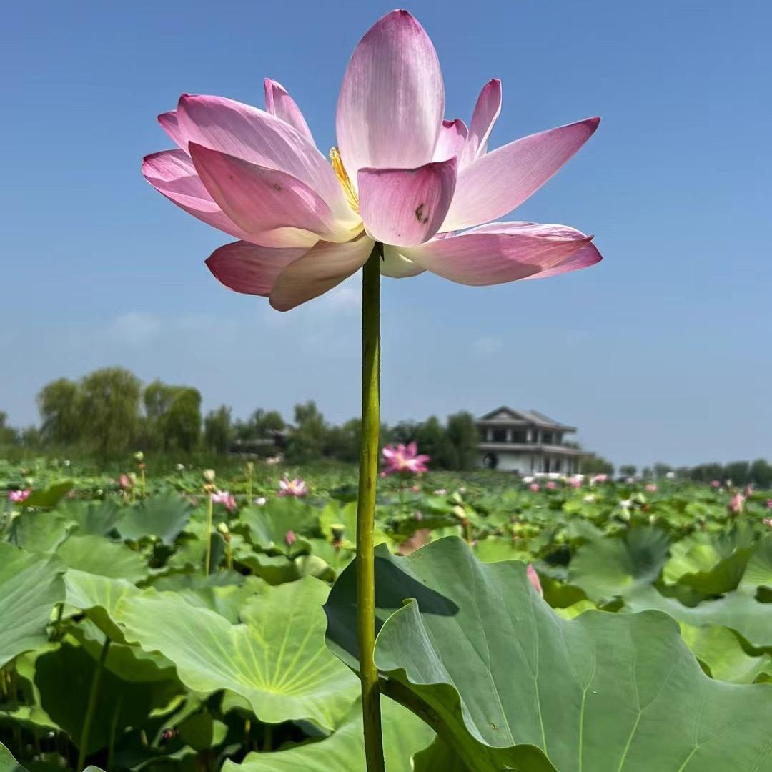 玲珑拂晓阁