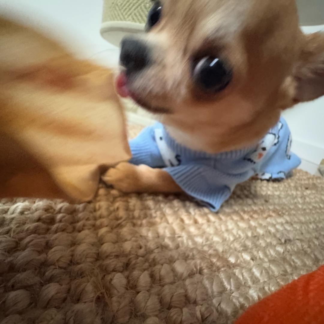 大毛咪和小毛狗