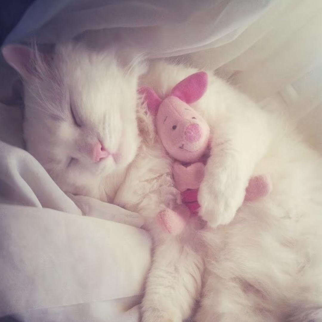 🐰