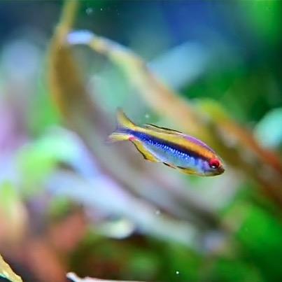 乐山阳洋水族日记