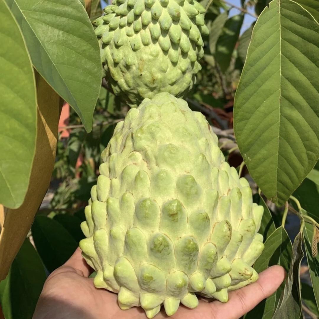 苗乡助农优选