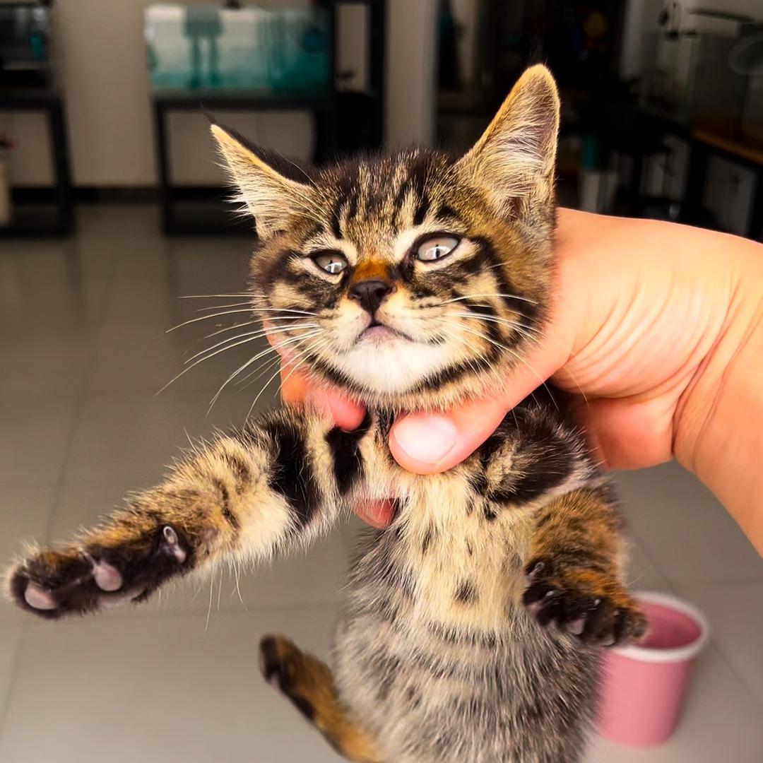 插排是只馋猫