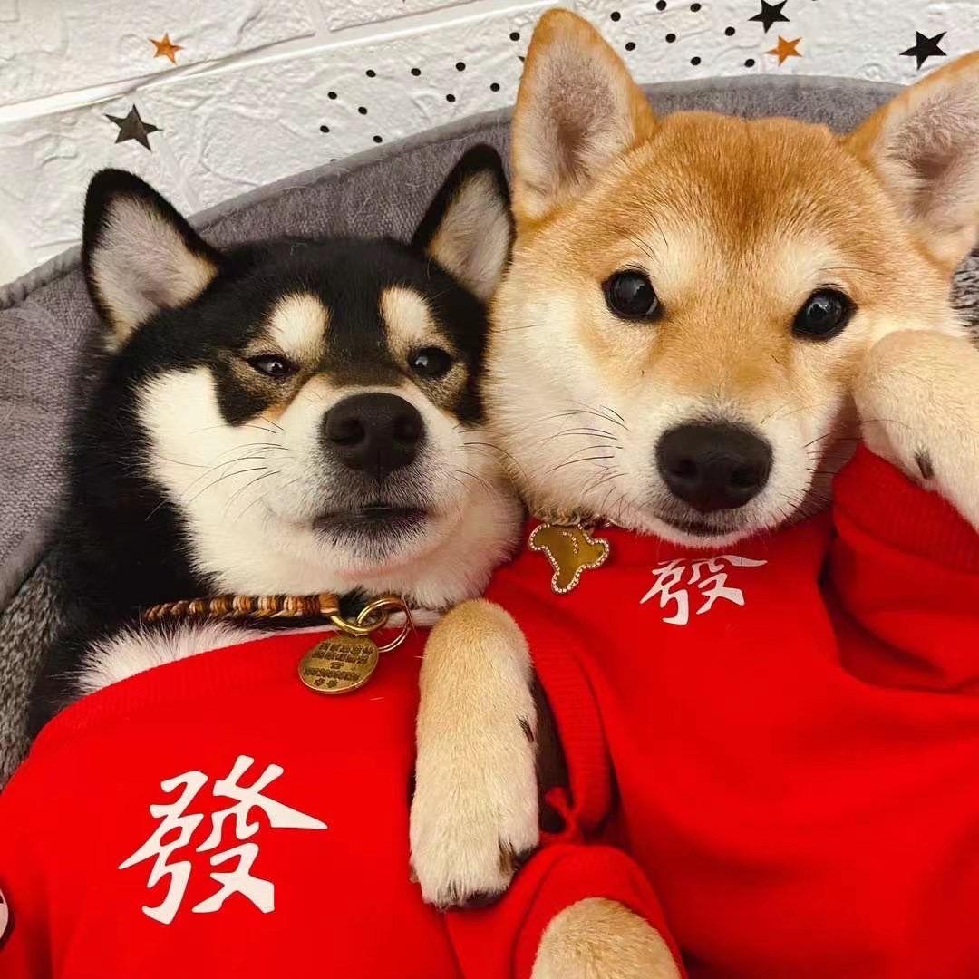 清澈的爱只为中国