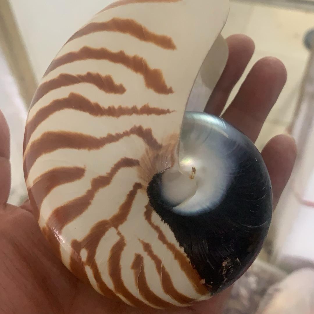 兄弟贝业