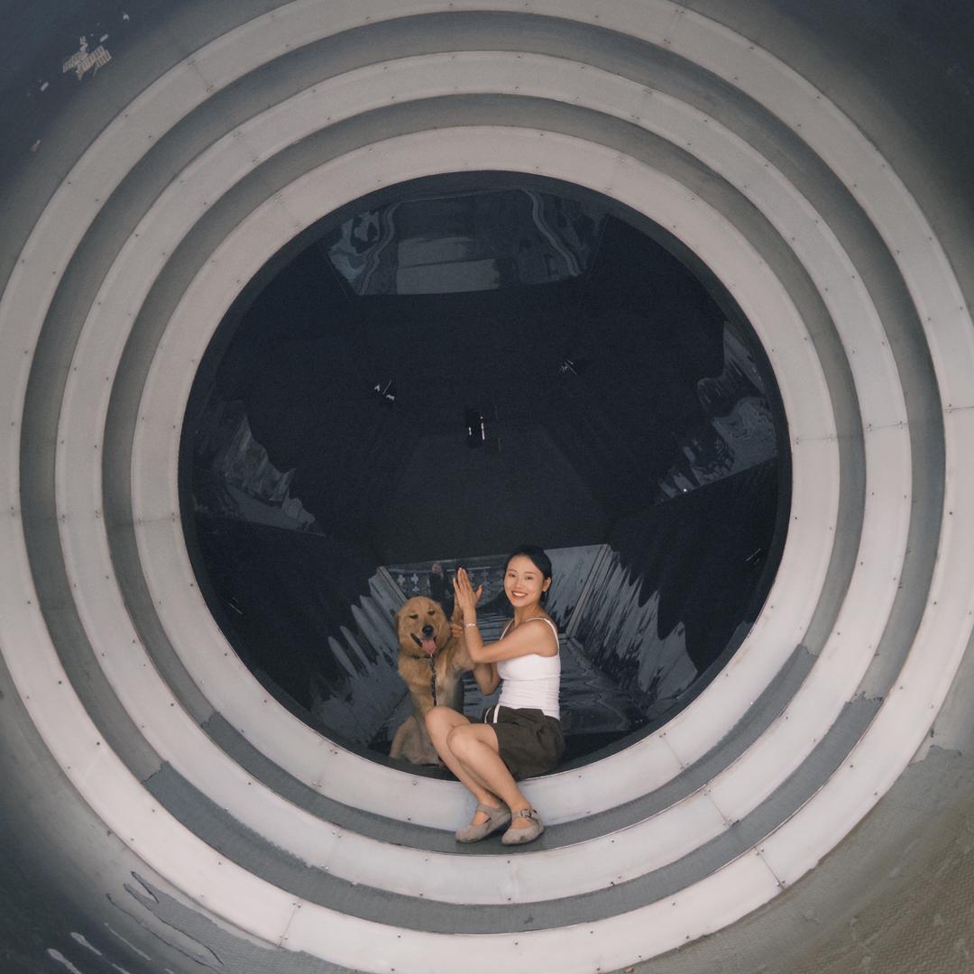 金毛money和来财阿拉斯加