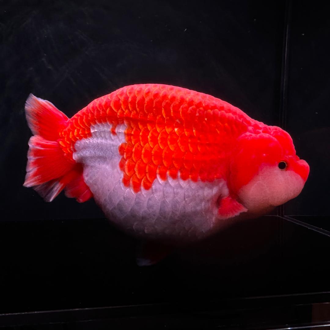 小明