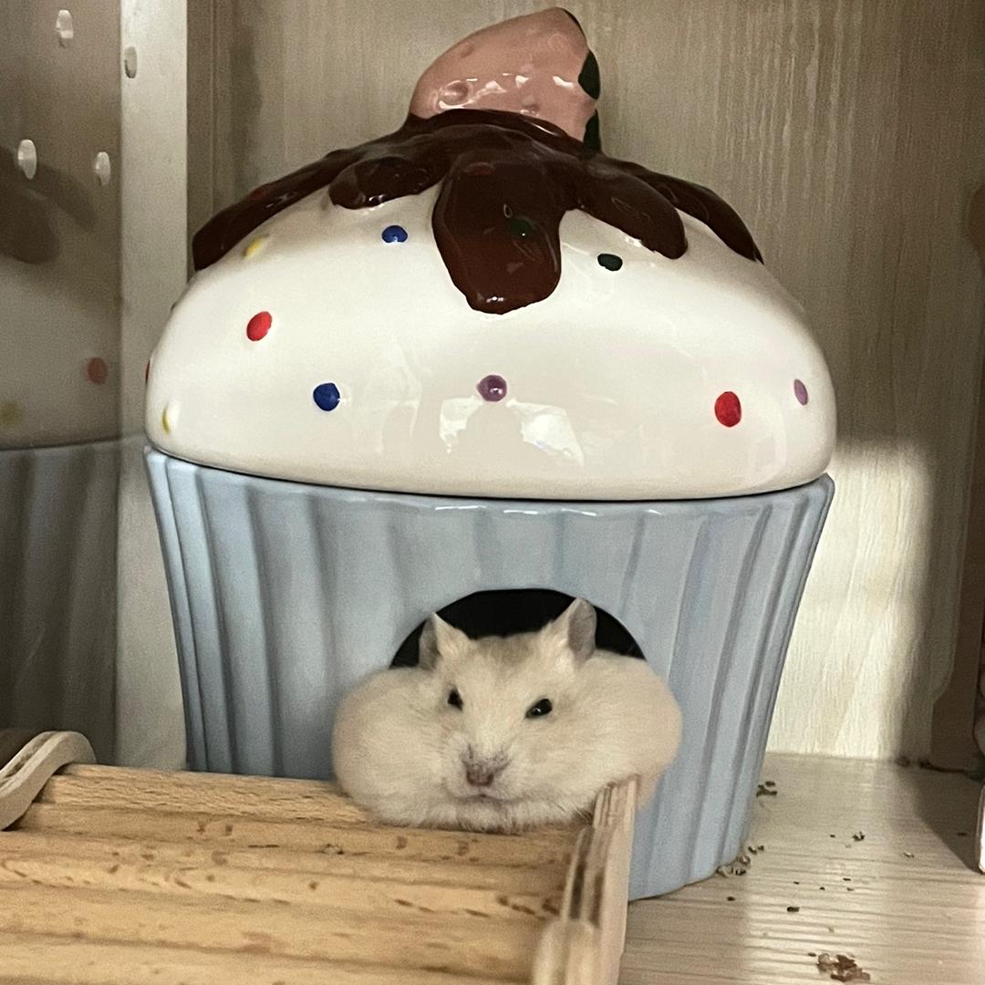 奇怪哥哥