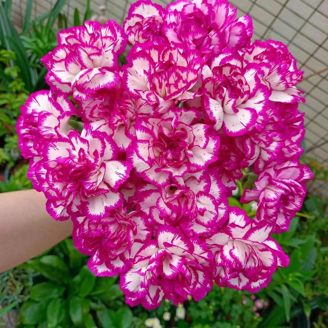 阳台植铺