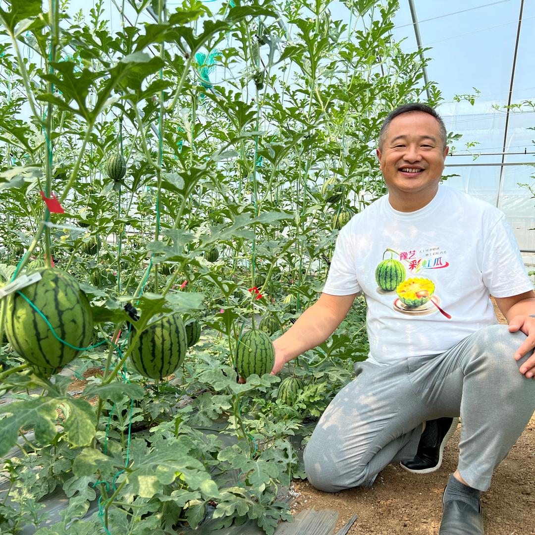 豫艺彩虹西瓜哥