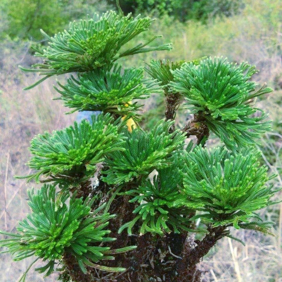 百草堂盆景
