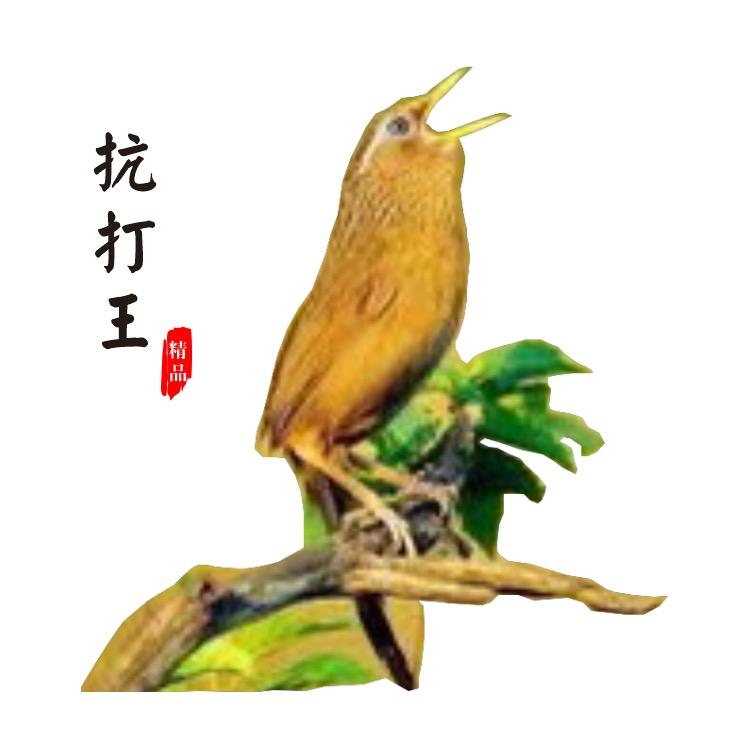 抗打王精品画眉鸟食