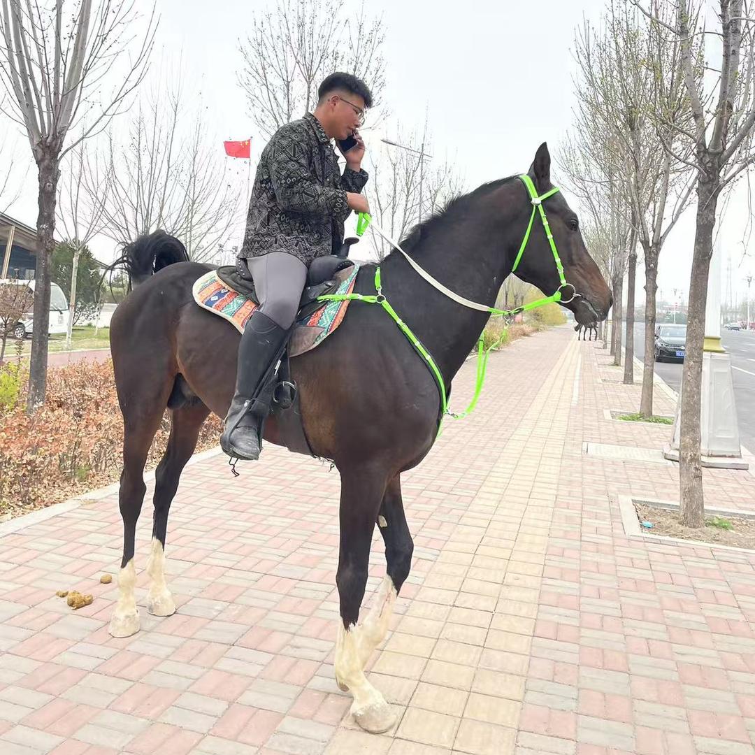 牛仔🏇马匹马具