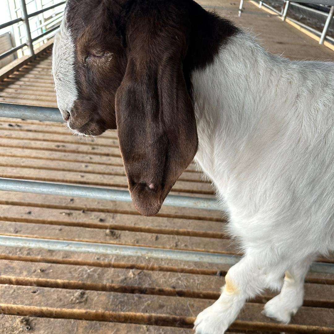 美羊羊🐑