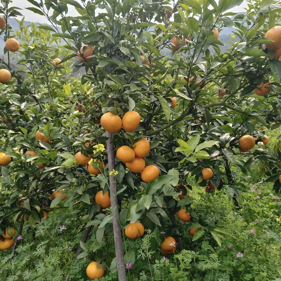 离礼铺子明天到
