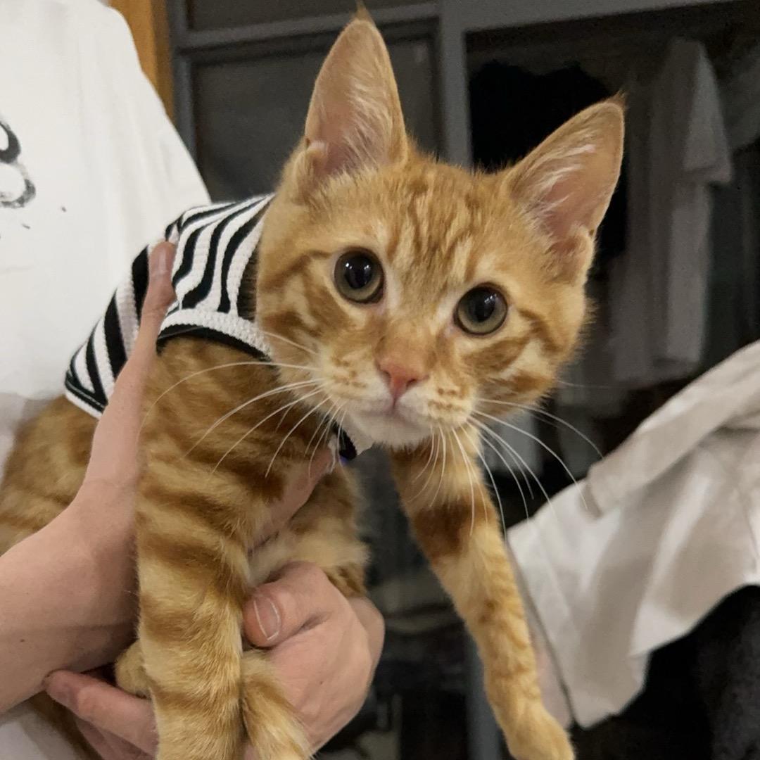 毛毛嘟嘟的铲屎官