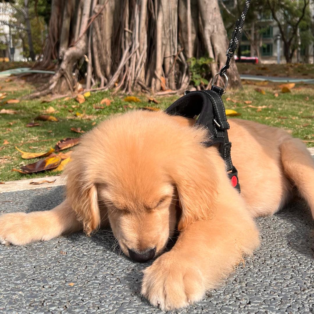 诺少今天交房租了吗？