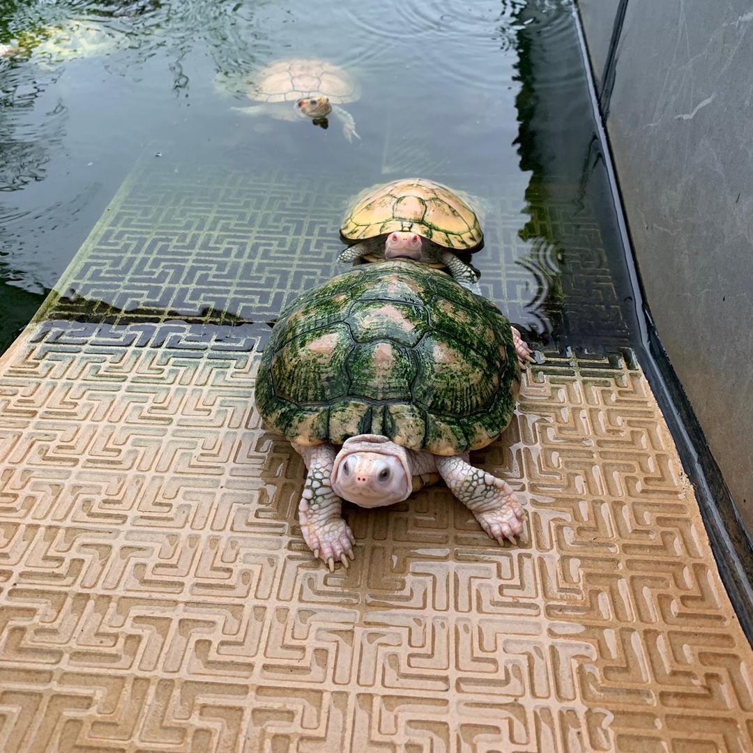 后院龟舍