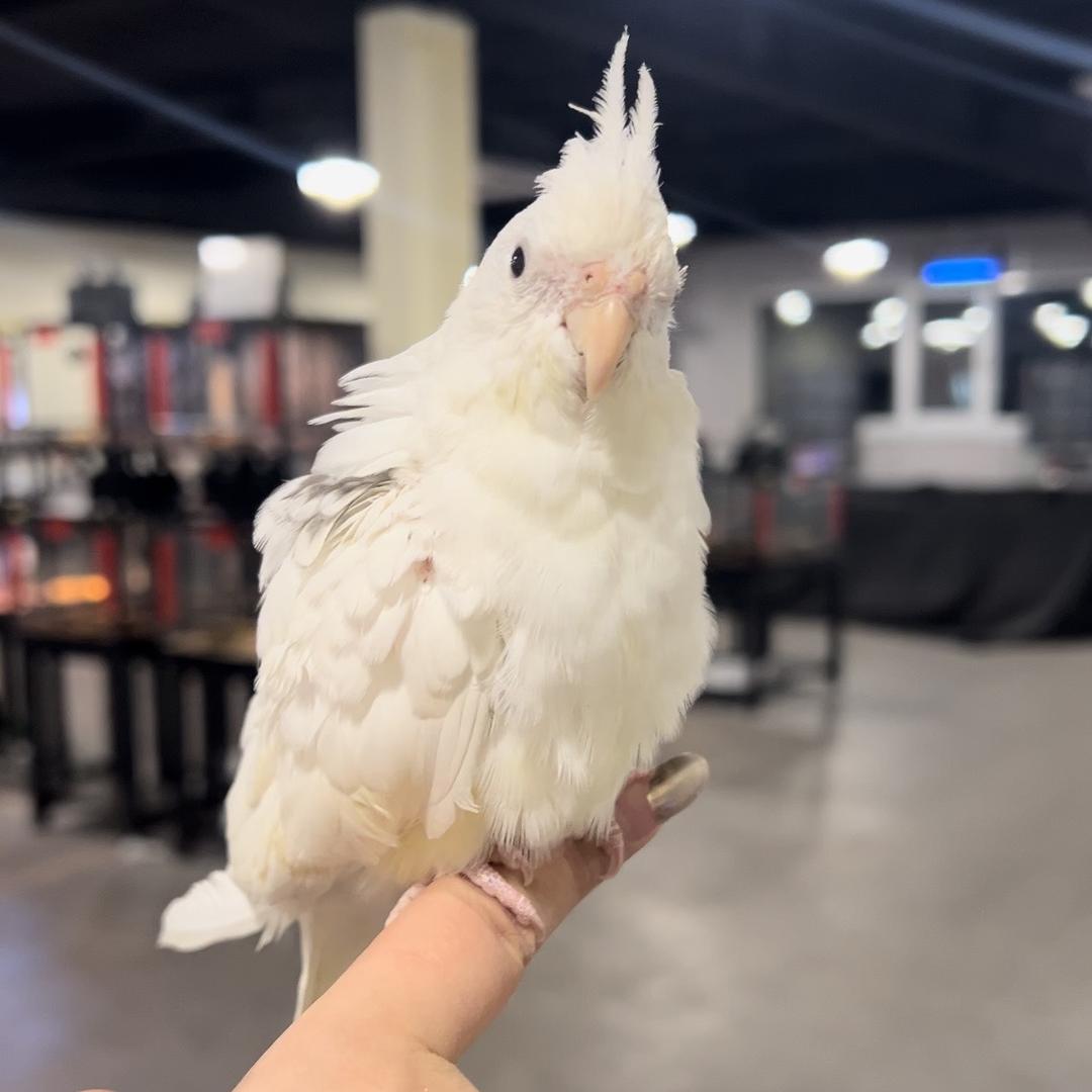 鳞与尾爬行俱乐部-乐意