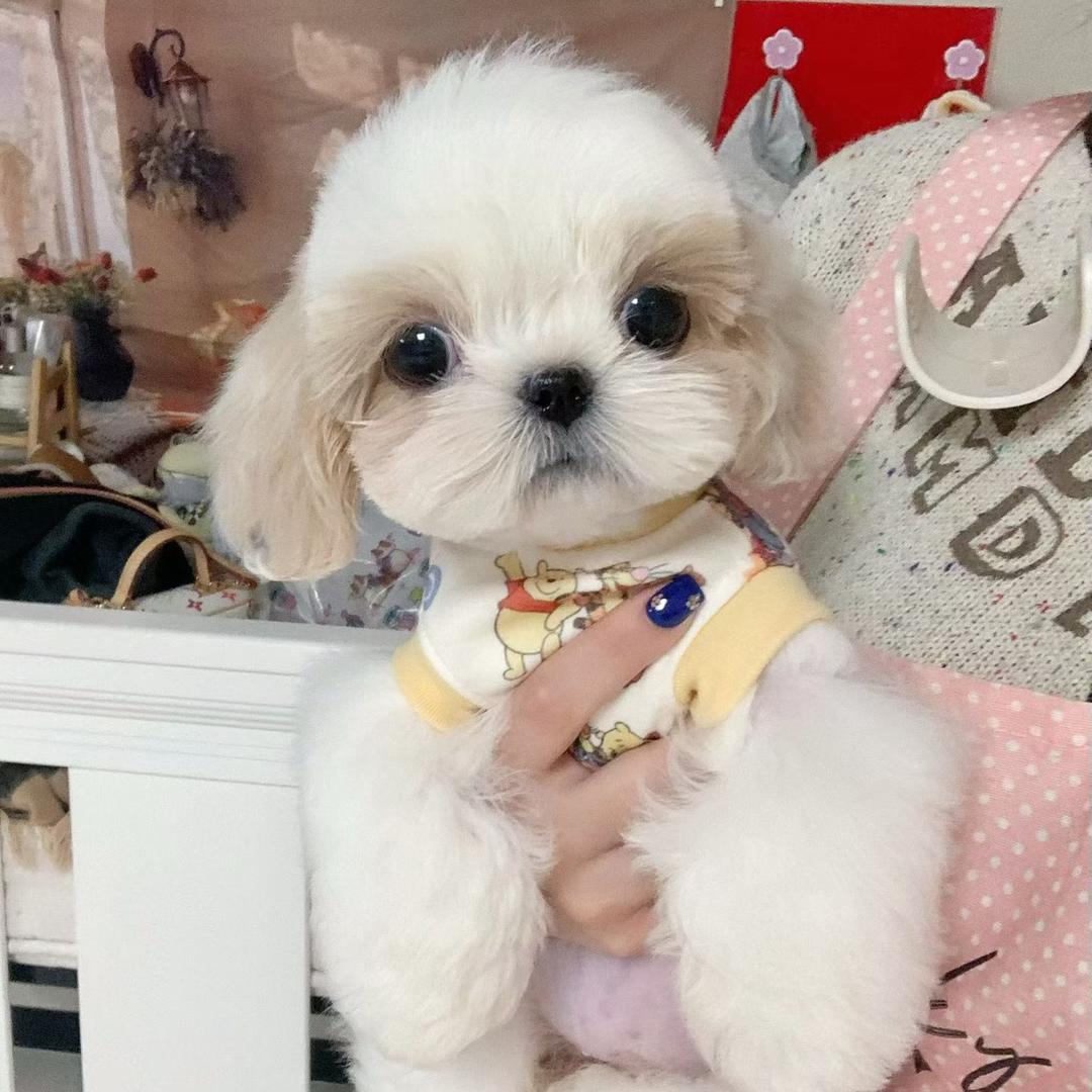 🧸旺wang pet