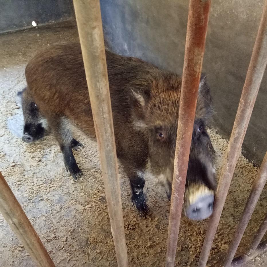 野猪一哥🐗