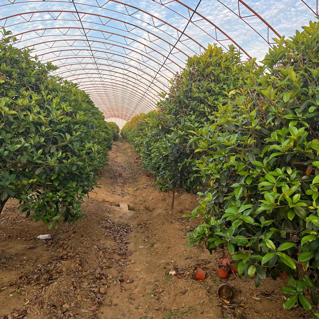 威海意霖花园（耐冬红豆杉桂花、名贵茶花）