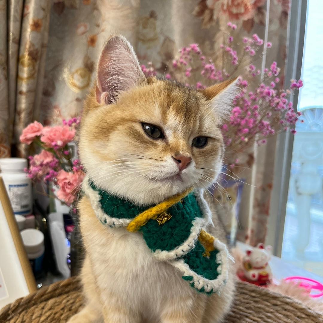 渣渣有点灰🐱（羊毛版）