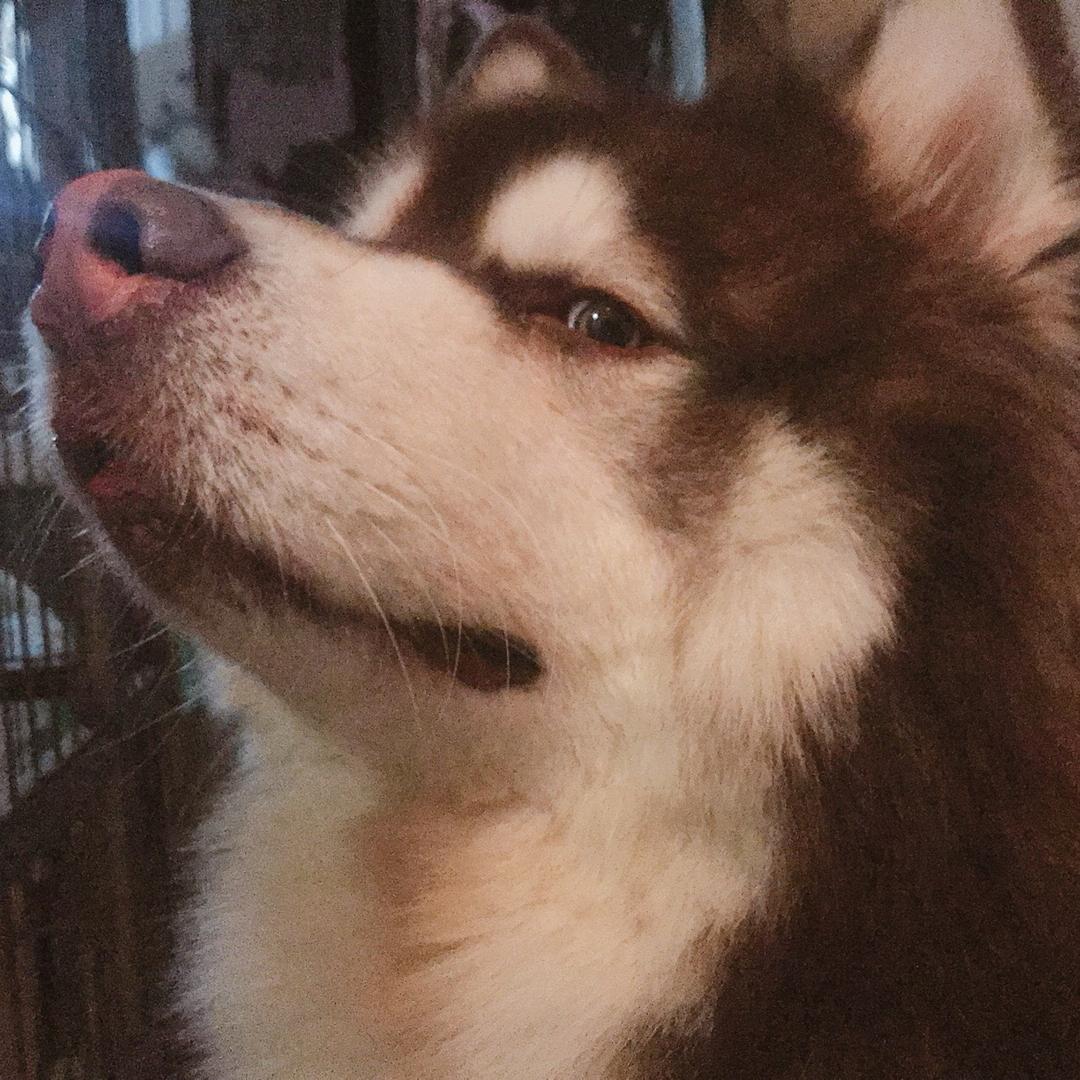 脆脆鲨cuicuisha🦈