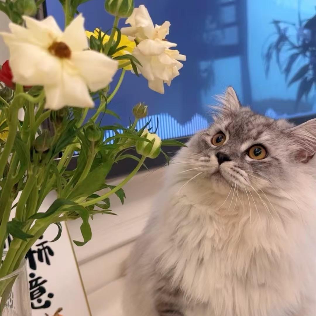 大露露