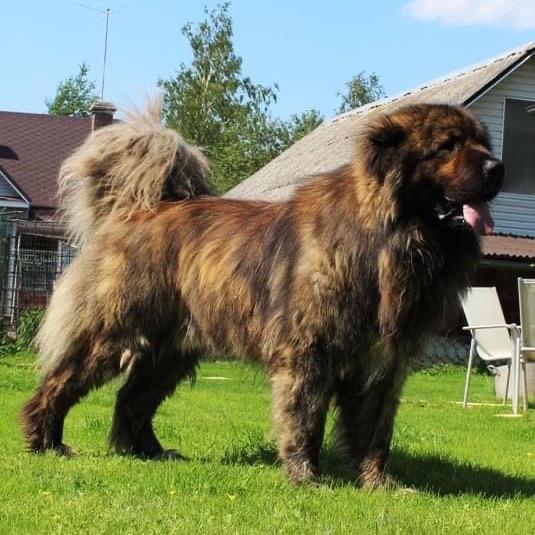 河南豆豆俄罗斯🇷🇺进口中亚高加索犬