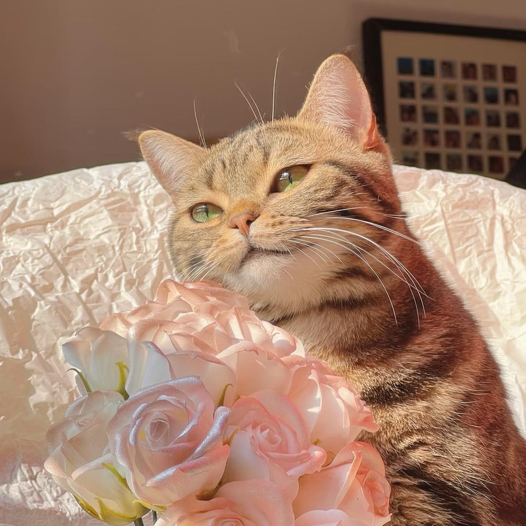 七喜味粉爪爪🐾