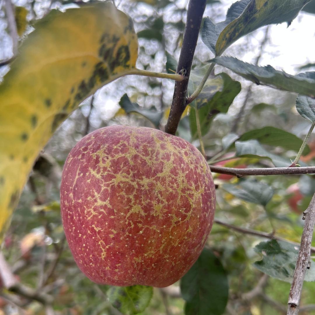 大凉山水果好甜
