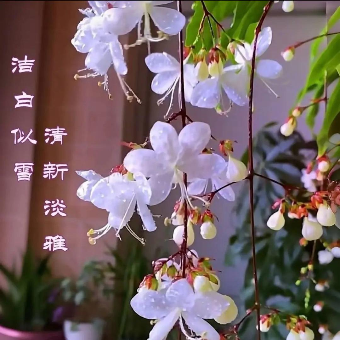 鼎好园艺