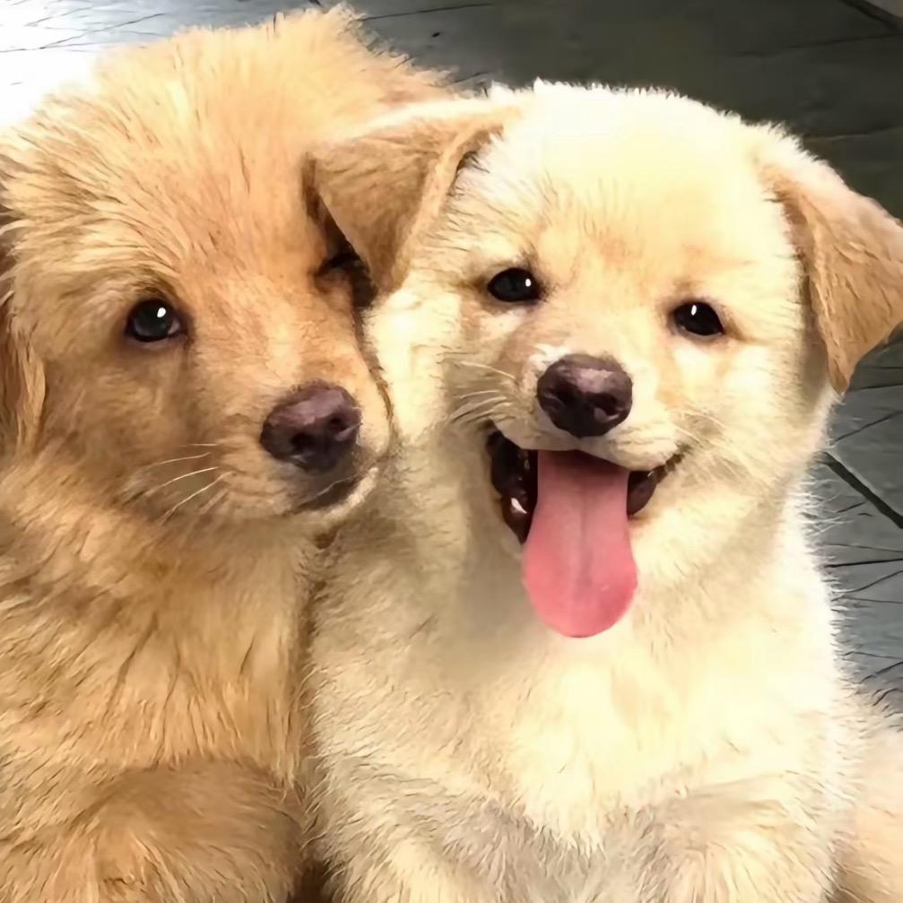 好运来。
