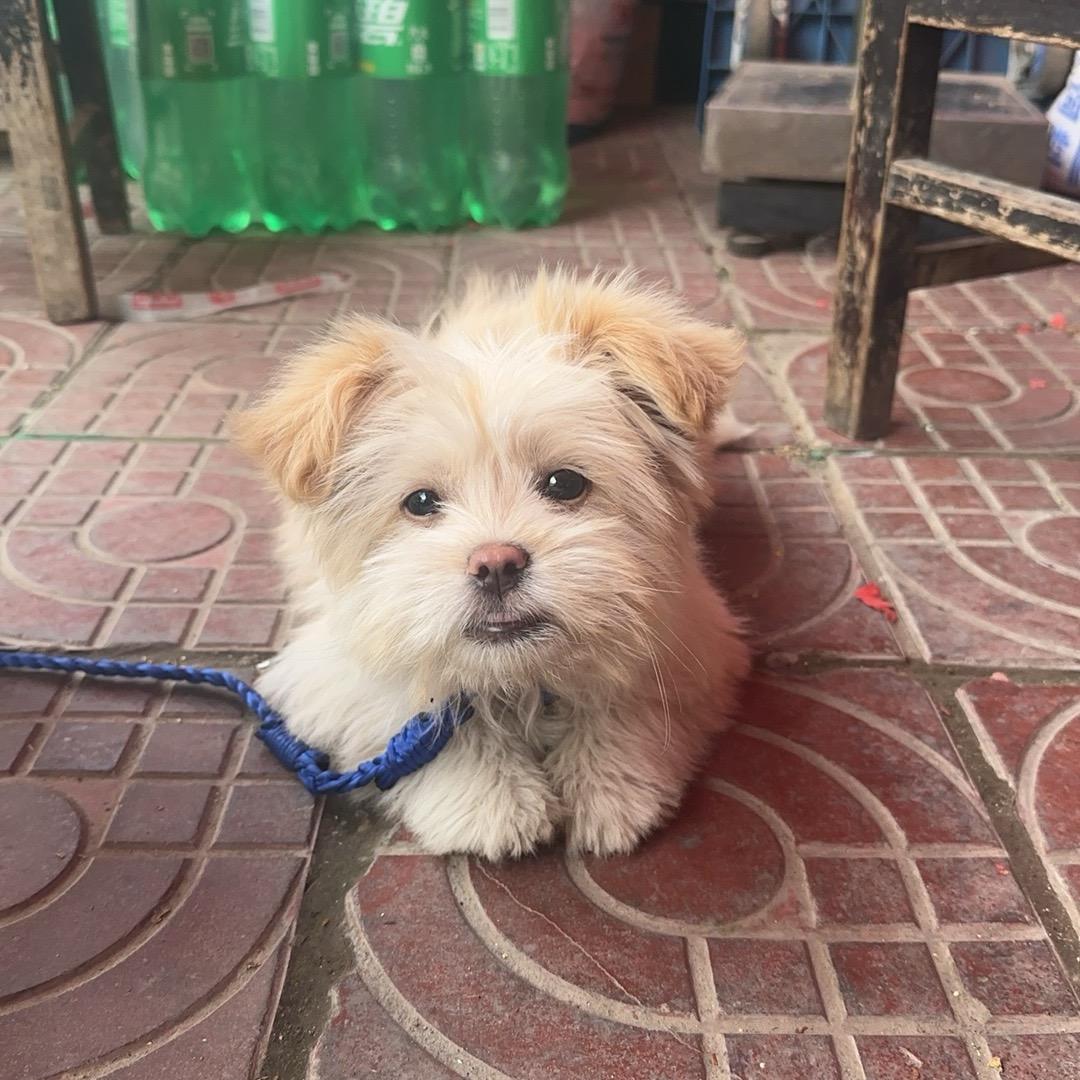 嘟八戒的嘟