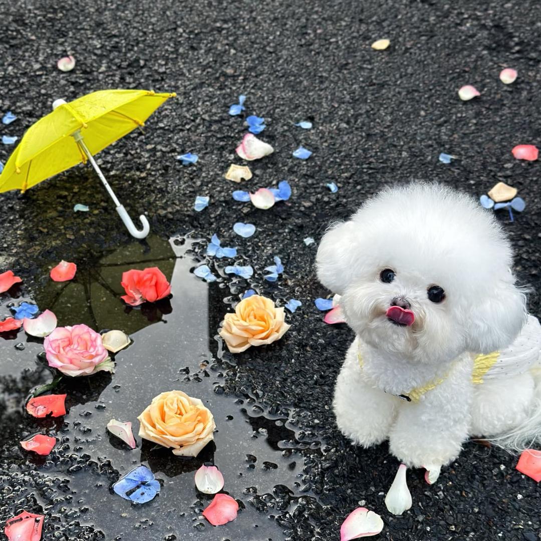 柠宝Pet-Eleven 🐈‍⬛