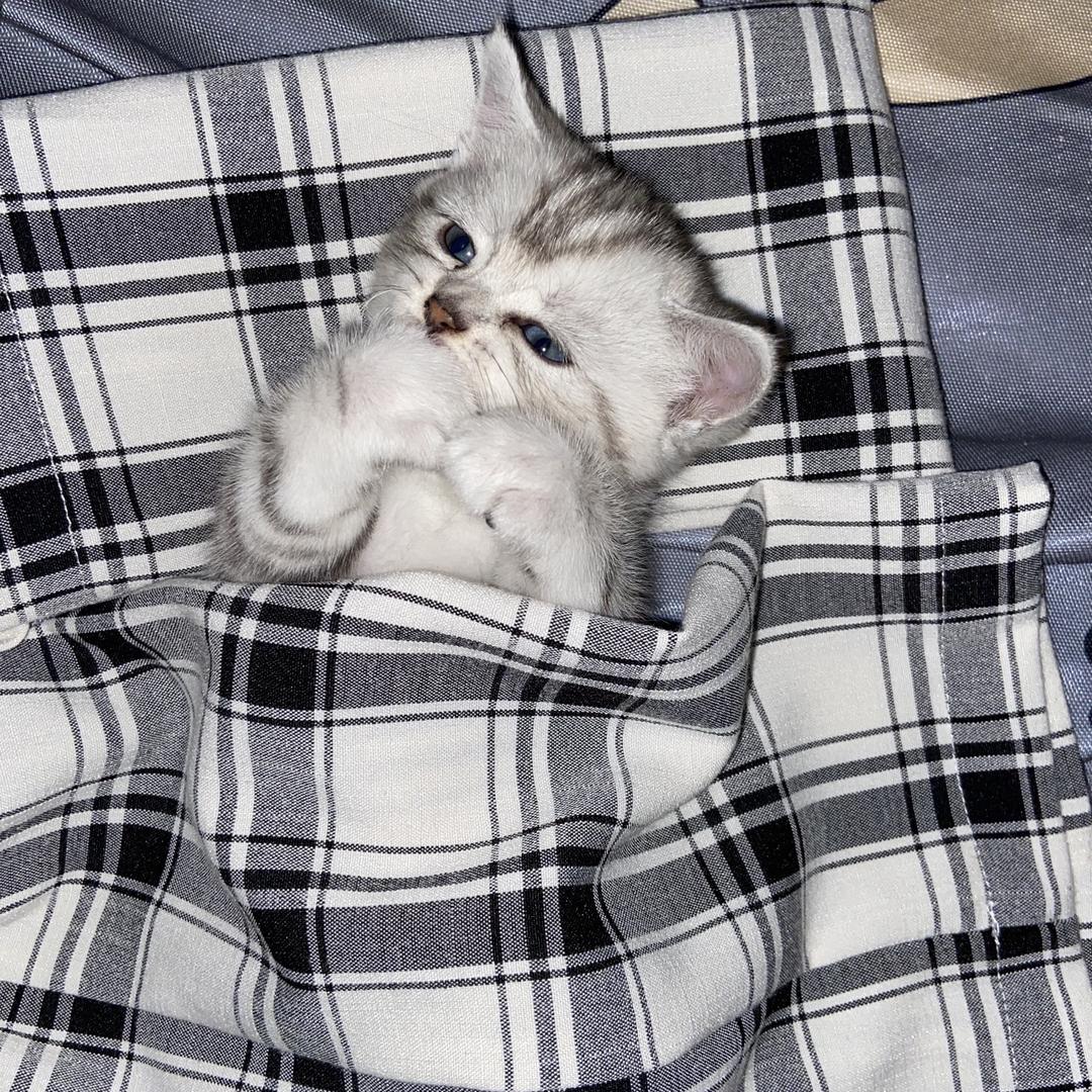 猪猪咪咪
