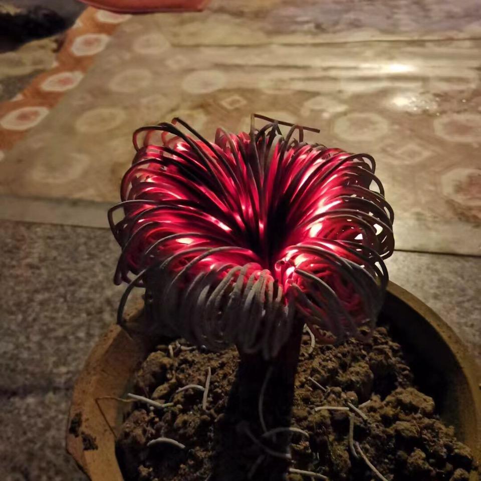 明天会更好