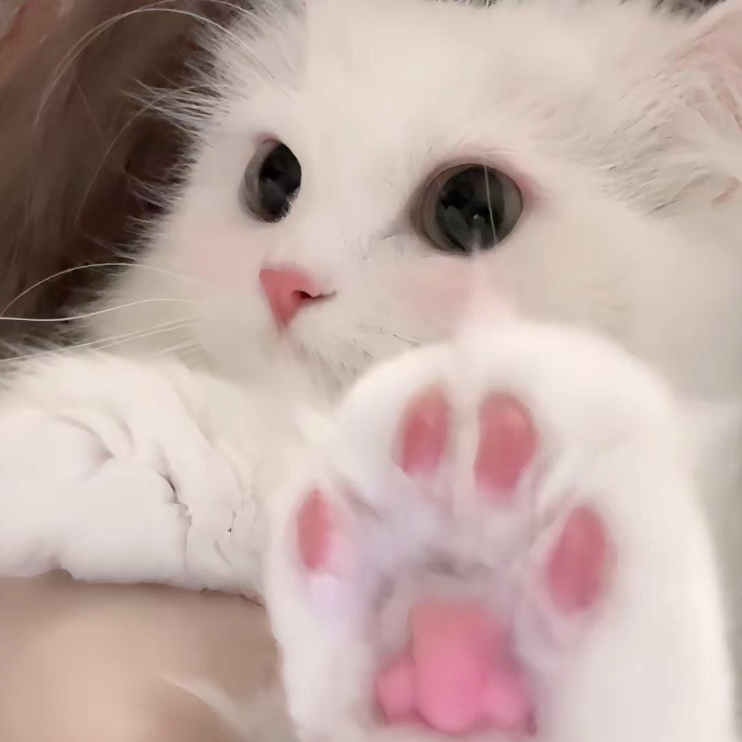 小鲨鱼