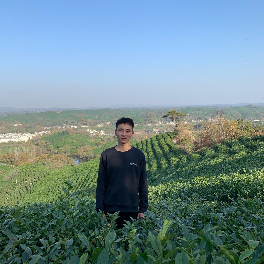 信阳毛尖白马山小郑
