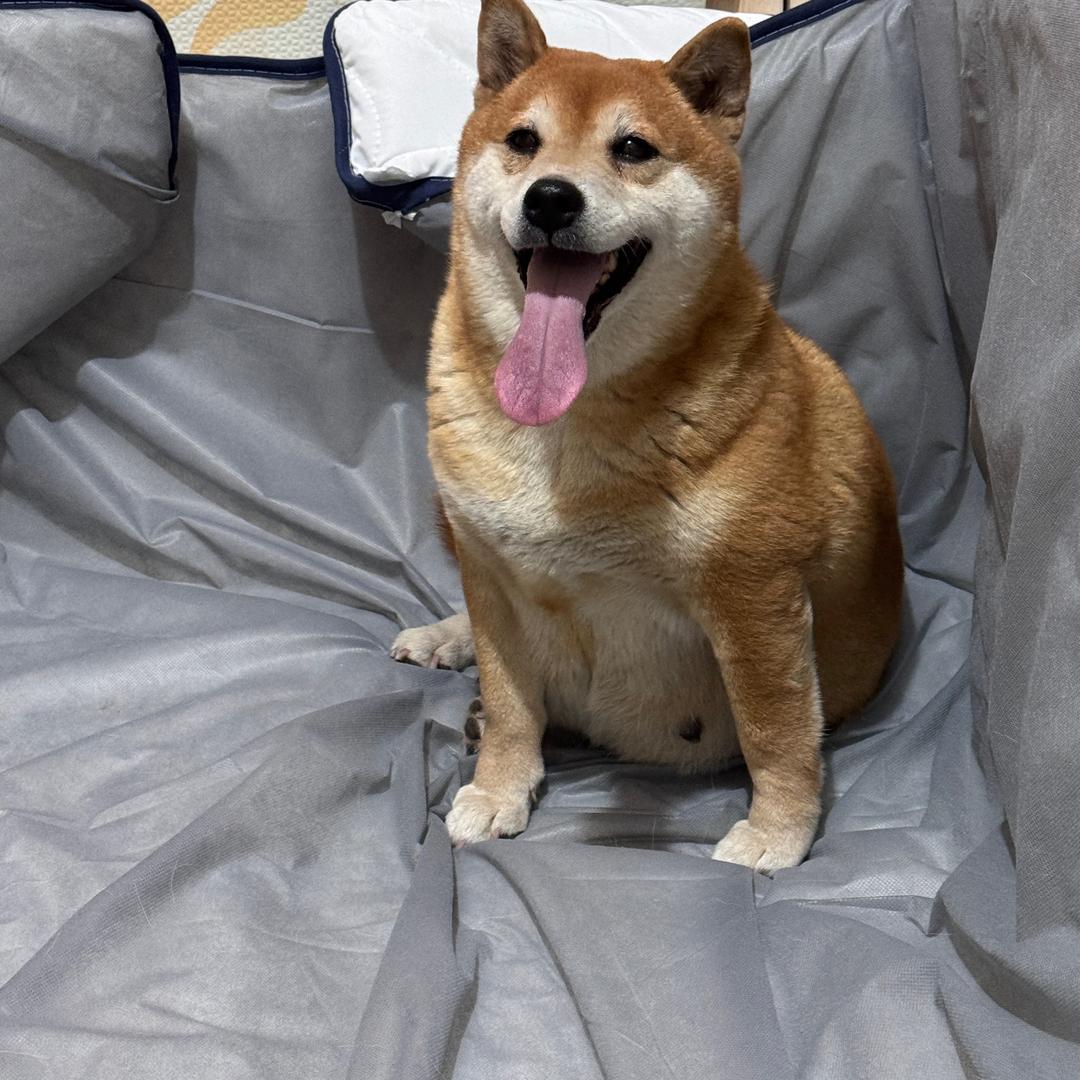 鲁南柴庄宠物俱乐部